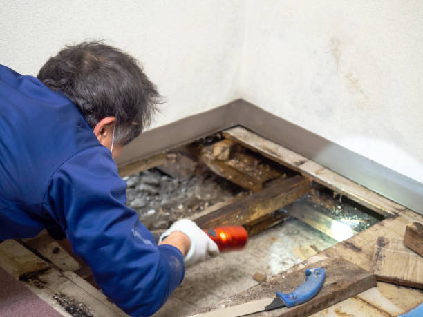 Best Emergency Mold Removal  in Utica, NY