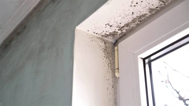 Best Mold Remediation Services  in Utica, NY