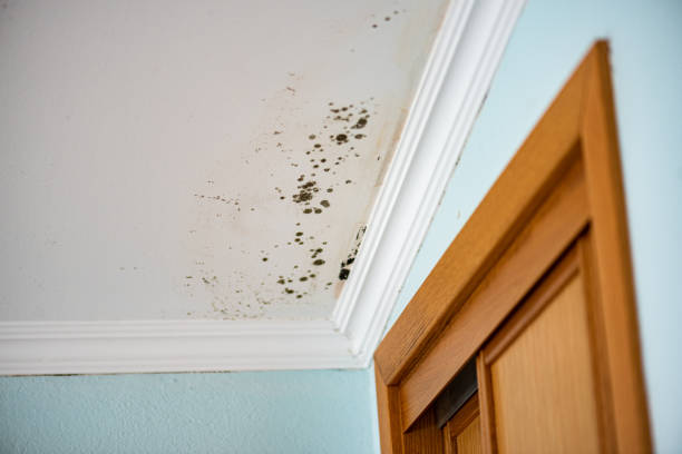 Professional Mold Removal in Utica, NY