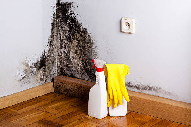 Best Residential Mold Removal  in Utica, NY