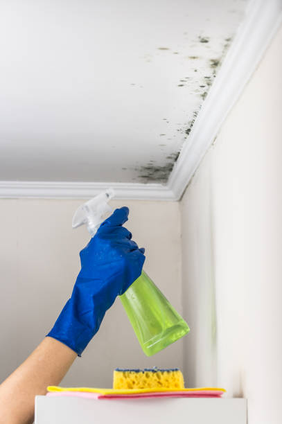 Best Best Mold Removal Companies  in Utica, NY